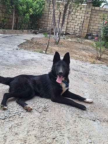 itlerin sekilleri: 2 il, Dişi — 3