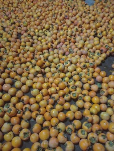 Digər qida məhsulları: Xurma (şahdərəyə) – toplu satış - Şəkillərdə gördüyünüz kimi bol — 2