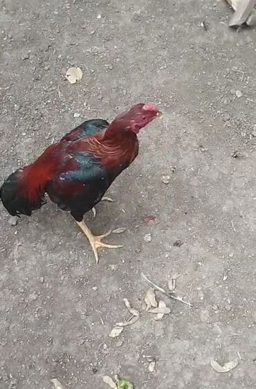 etibarlı ellere verilir: Salam aleykum herkese heyratı colpası satlır dqş pıpık colpadı 9 — 2