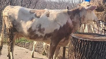 Mal-qara: Dişi, Simental, il: 3, 450 kq — 10