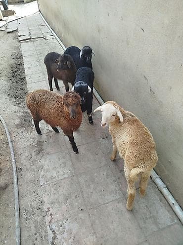 Qoyun-quzu sürüsü - Növlər: qaragül/qara və tünd-qəhvəyi rəng