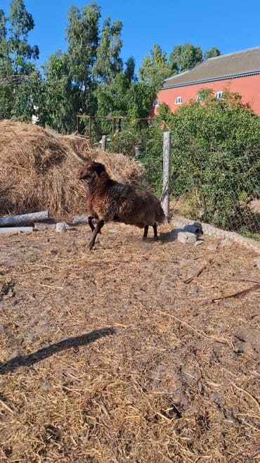 qurbanlıq qoyun: Erkək, Qala, il: 1, 110 kq, Damazlıq, Ünvandan götürmə — 3
