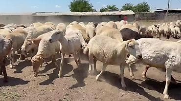Dişi, il: 1, Pulsuz çatdırılma