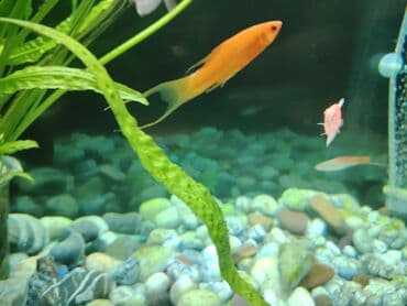 аквариумные рыбы купить: Salam. Mirni baliqlar satiram (mecnos, neon, radastamus, susə baliq — 3