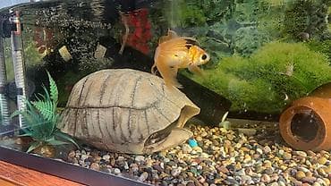 balıq akvarium: Akvariummdu satılır 100 AZN İçində 5 dənə balıq və akvariuma lazım — 5
