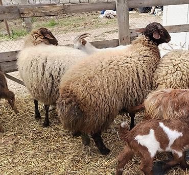 lider 55 cuce: Qoc qala sortu. 11 aylıq saqlam erker. 77 kilo diri cəkisi var — 2