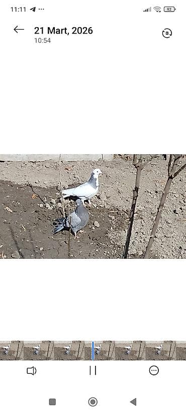 göyərçin: Cütü 50m — 1