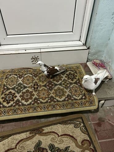 alabaxta quşu: Məhsul: Ev göyərçinləri (cüt) Təsvir: - Rəng: ağ-qəhvəyi ləkəli — 2