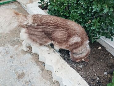 it ve qiz sekilleri: Xaski — 2