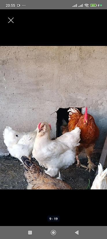 Digər quşlar: Salam.Shekilde gorduyunuz heyvanlarin balalari satilir,2 aylarina az — 2