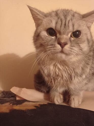 pisik ucun daraq: Şinşilla, Dişi, Yaxşı əllərə, Pulsuz çatdırılma — 3