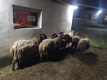 qala qoyunları: Dişi, Qala, il: 1, 50 kq, Damazlıq, Ünvandan götürmə — 4