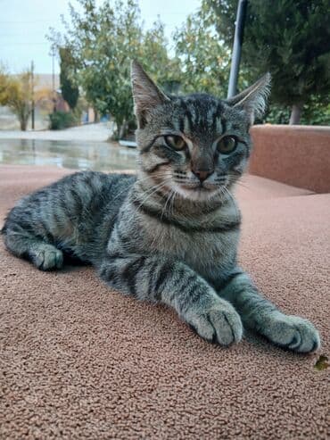 oğlan pişik adları: Tabbi, Erkək, Yaxşı əllərə — 3