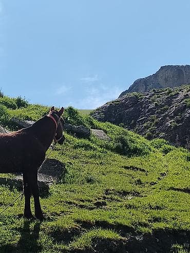 kend toyuqlari satisi: Satılır: Qonur rəngli dayça real alıcıya razılaşma olacaq Atası anası — 2