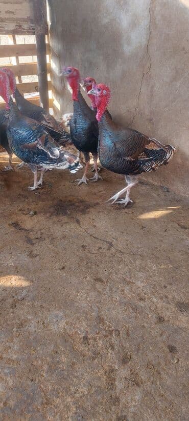 cins ineklerin satisi 2018: Erkək, Damazlıq, Ünvandan götürmə — 2