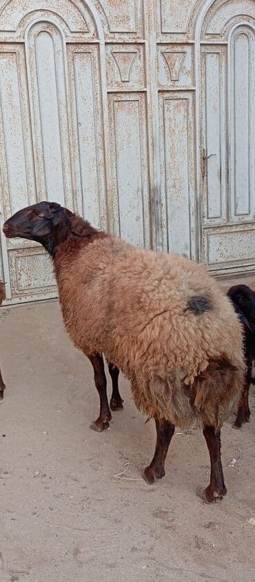 ot satılır: Salam ünvan Bakıin maştağa kendi obşi 3 baş heyvanlar 1 baş qoç 2 — 2
