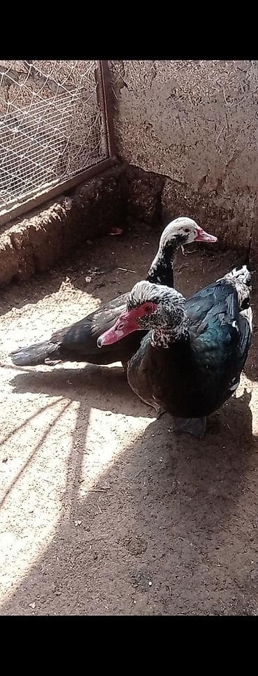 1-cüt lal ördek satılır tam sağlamdılar.10-aylıqdı.heyvanlar bakı