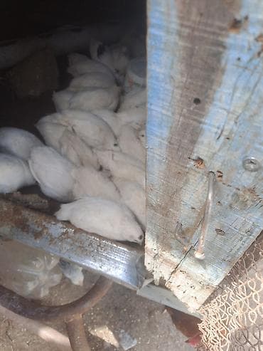 bildirçin yuvası: Məhsul: Ağ bildirçinlər (canlı quşlar) Təsvir: - Eyni yuvalamada — 1