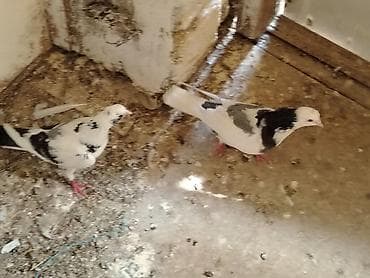 hovsanda cuce satisi: Salam göy nişanlar sonu 25manat tutulmadilar unvan maşdaga 0516831165 — 1