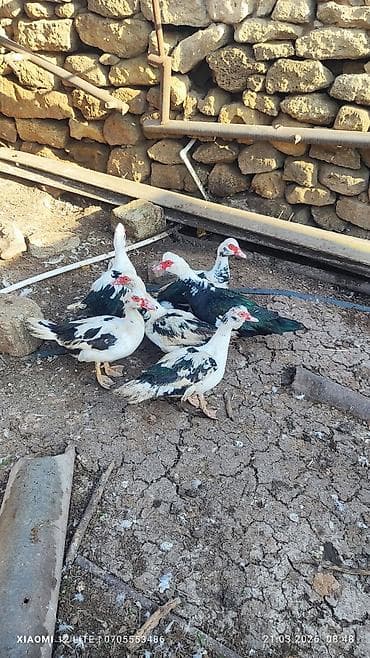 pomeranian spitz satisi: Lal ördəkləri 6 dənə Bakı şəhəri Nardaran qəsəbəsi istəyən olsa — 3