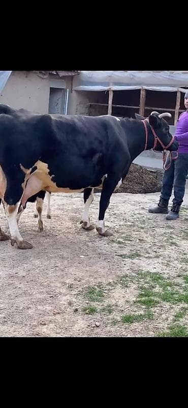qara mal: Südlük inək və balası - Cins: qara‑ağ (Holştin tipli) süd istiqamətli — 2