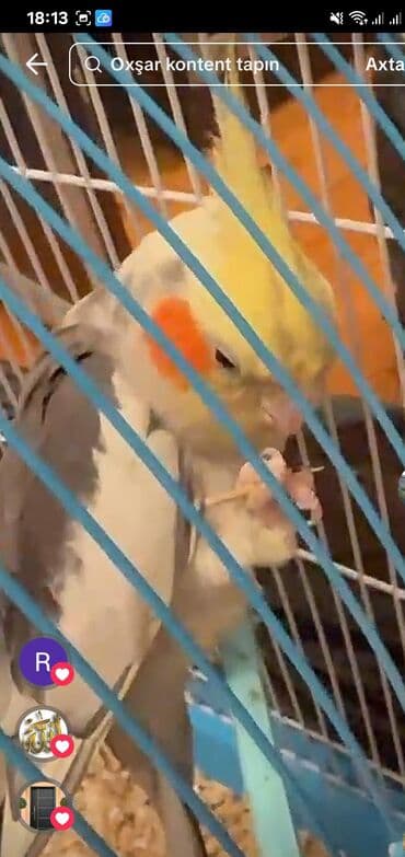 quş yuvası: KARELLA KEŞA (cockatiel) – sevimli ev quşu - Növ: Nymph kakadu - — 5