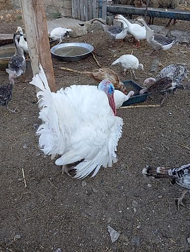 cuce satisi 2020: 1 ədəd 14 ayliq ərkey hinduşka diri çəkisi 11 manata 12-15kiloqram — 4