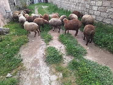 Qoyun sürüsü – qarışıq rənglərdə yerli cinslər - Təklif: Şəkildə