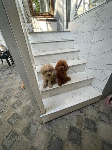 çoban iti balasi: Pudel — 1