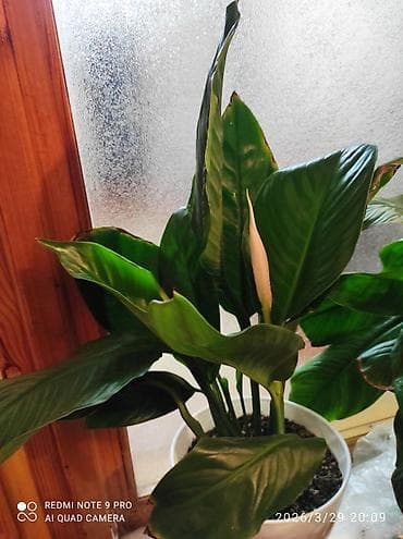 yaşıl hasar: Spatifium (Sülh zanbağı) – dekorativ otaq bitkisi - Parlaq, iri — 2