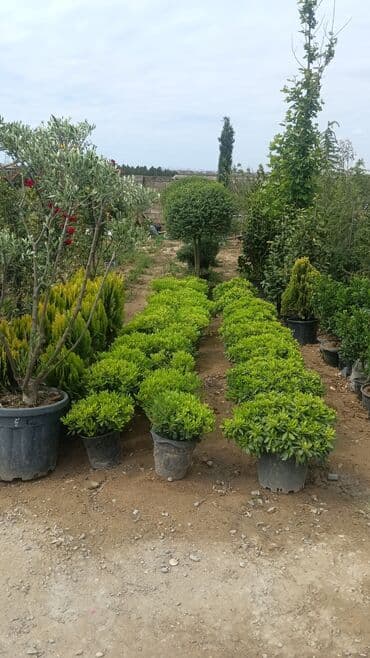 gubrə satışı: Torf gubreside satilir 300 den cox alsaz endirim veya catrlma olacaq — 6