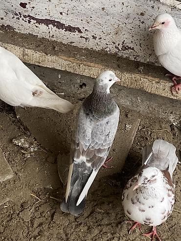 Salam qimet baxs meksedı ıle qoylub 20 m satlır erkeydır 4’5 qusla