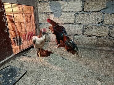 Alfa Romeo: Xoruzlar — 4