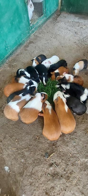 Atlar: Wekilde gorduyunuz Sivinkalar satilir xeyvanlarin saglamliqina — 4