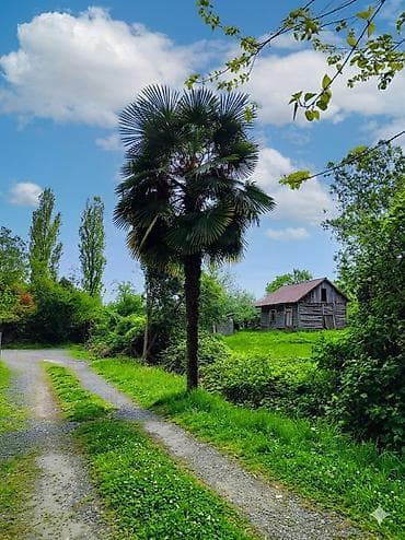 Satışda: dekorativ palma ağacı (fan palm tipli) - Landşaft və bağ