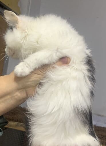 Pişiklər: Yaxşı əllərə — 5