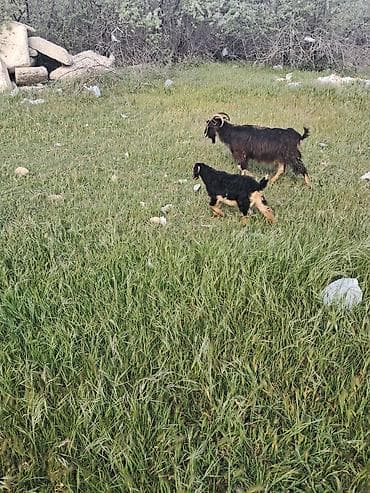 qoyunun disleri: Disi keci balasi erkeydi — 1
