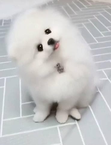 bildircin satşı: Şpitz, 2 ay, Dişi, Sənədli, Ünvandan götürmə — 1