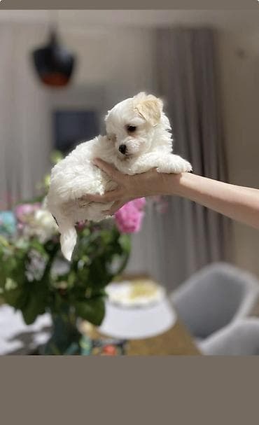 tap. az itler: Pudel, 2 ay, Erkek, Ödənişli çatdırılma — 3