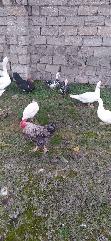 Gəmiricilər: Qarışıq ev quşları paketi - Növlər: ördək (ağ və qara-ağ muskuş — 1