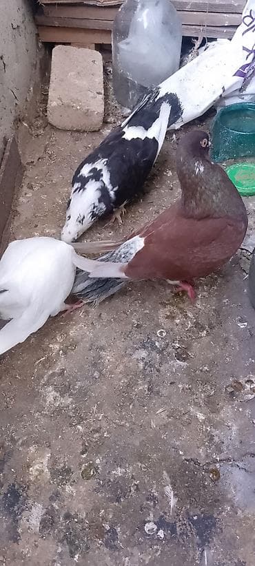 Tergizme göyərçinlər Optum götürənə endrm olacak tek tek alsaz — 3