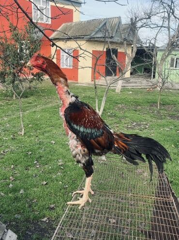 стрижка собак в баку: Heyratı xoruz satılır 1 il 4 aylıqdı qəşəy xoruzdu damazlıqa superdi — 3