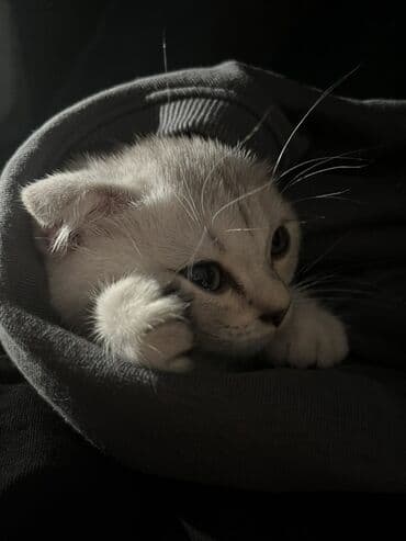 dog karalevski: Şinşilla, Dişi, Yaxşı əllərə, Pulsuz çatdırılma — 4