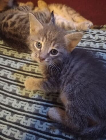 pişim: Şotland, Dişi, Yaxşı əllərə, Ünvandan götürmə — 3