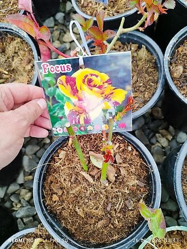 Digər bitkilər: Salam gülər dipcekde satılır nömrədə whatsapp var — 1