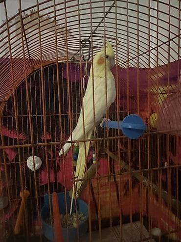 karella tutuquşu: Növ: Nimfa (Cockatiel) tutuquşu Rəng: Açıq sarı/limon tonları — 3