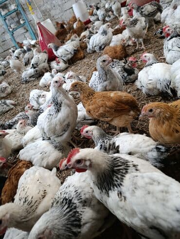 Bildirçin: Salam 47günlük Ətlik çolpalar satişda movcuddur cəkiləri 900 qram — 3