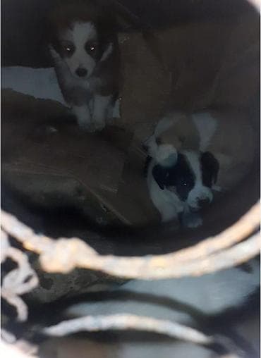 cau cau iti: Zvonok, 3 ay, Peyvəndli — 1