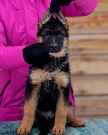 alman ovcarka balaları: Alman çoban iti, 2 ay, Erkek, Sənədli, Pulsuz çatdırılma — 6