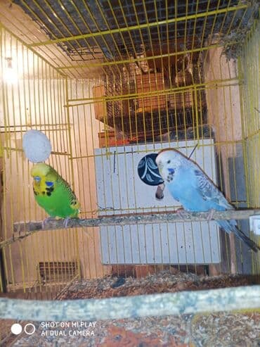 Çex cütler satılır papuqaylar təmiz qan vıstıvıcnıy vıstıvka sərgi lalafo.az -da Çex cütler satılır papuqaylar təmiz qan vıstıvıcnıy vıstıvka sərgi